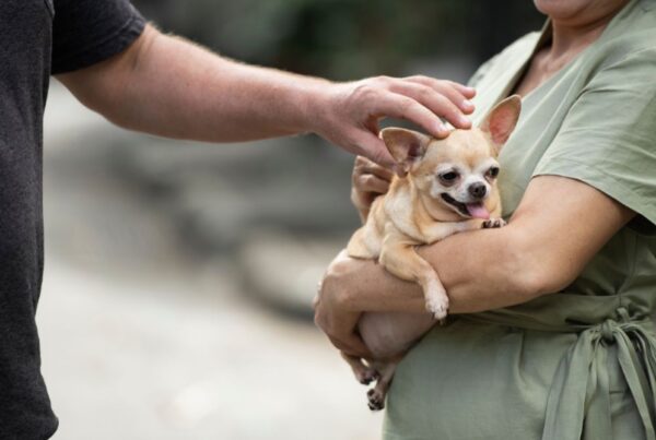 Guarda compartilhada de pets: impactos da Lei nº 15.392/2026