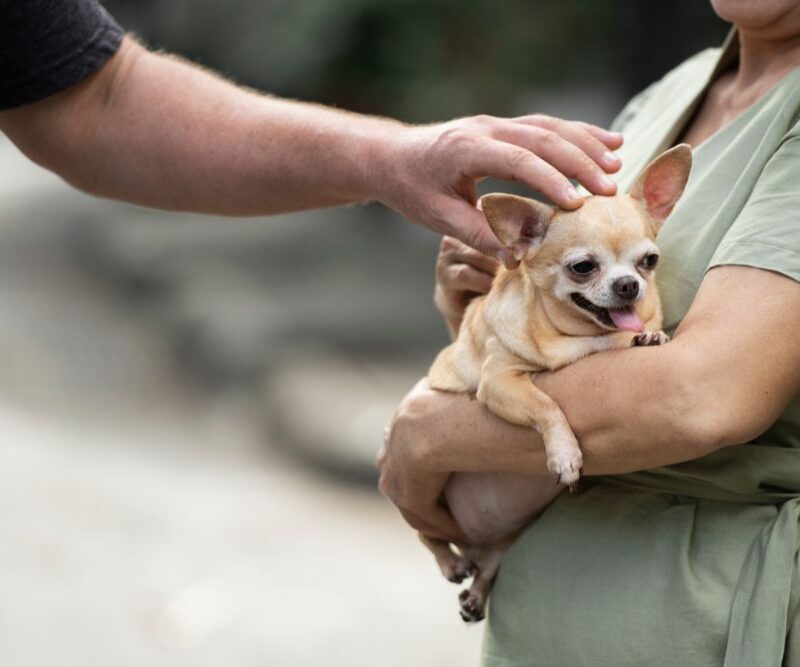 Guarda compartilhada de pets: impactos da Lei nº 15.392/2026